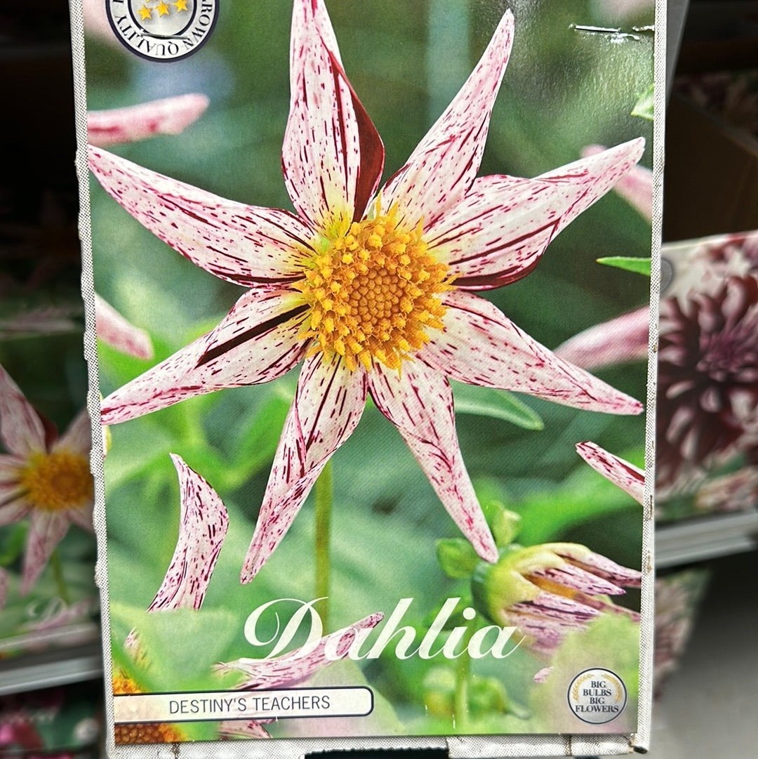 Dahlia Special Destiny's Teacher NYTT